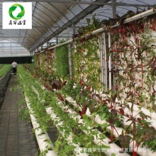 无土栽培种植 承接无土栽培设施项目 蔬菜水培管道专业生产定制